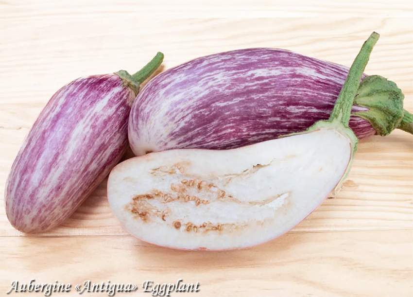 Eggplant "Antigua" Aubergine, Munakoiso, Munahedelmä, Triibuline roosa baklažaan, Баклажан полосатый розовый Антигуа
